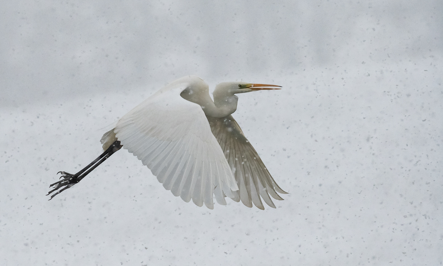 Silberreiher im Schneegestöber