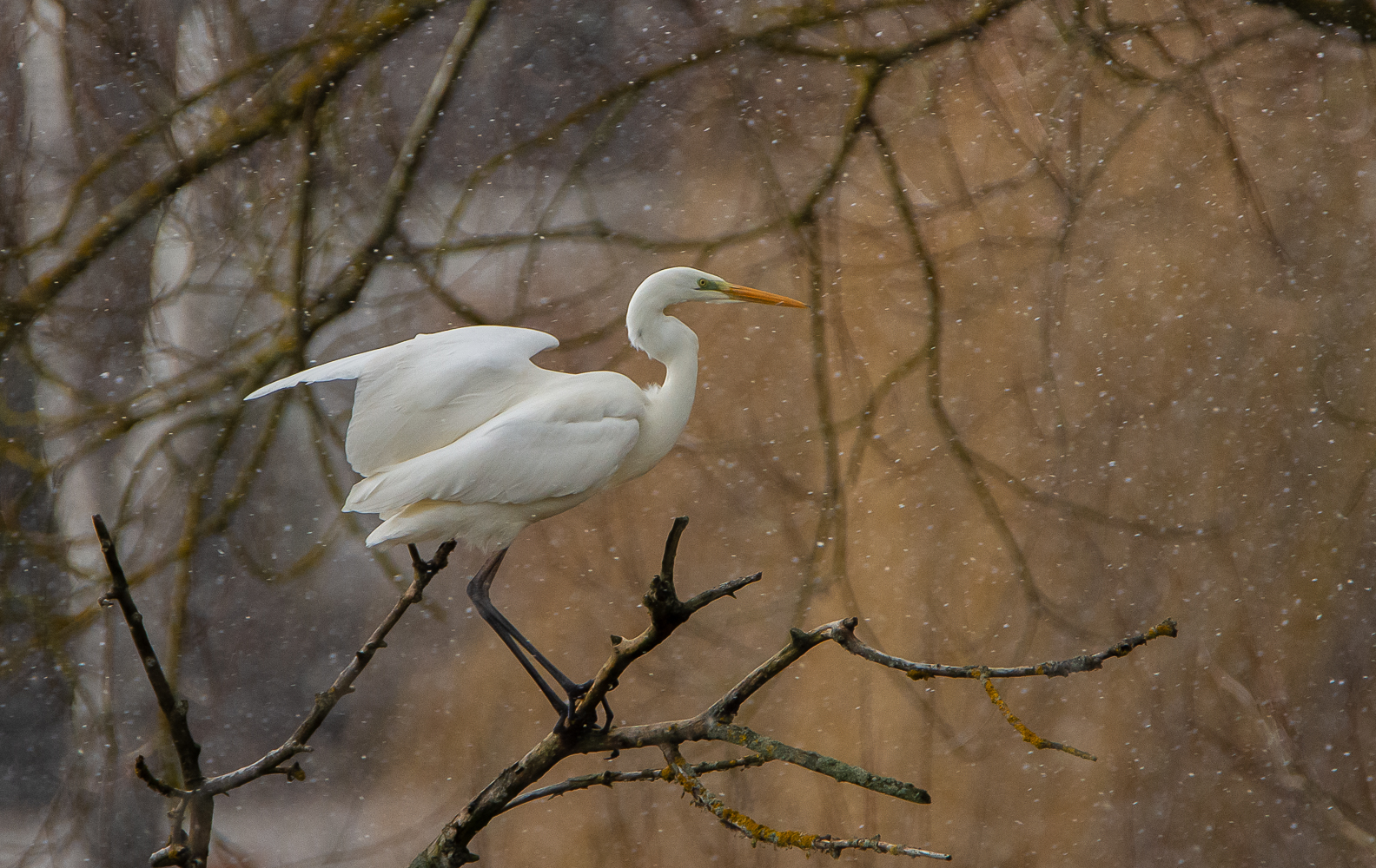 Silberreiher im Schneegestöber