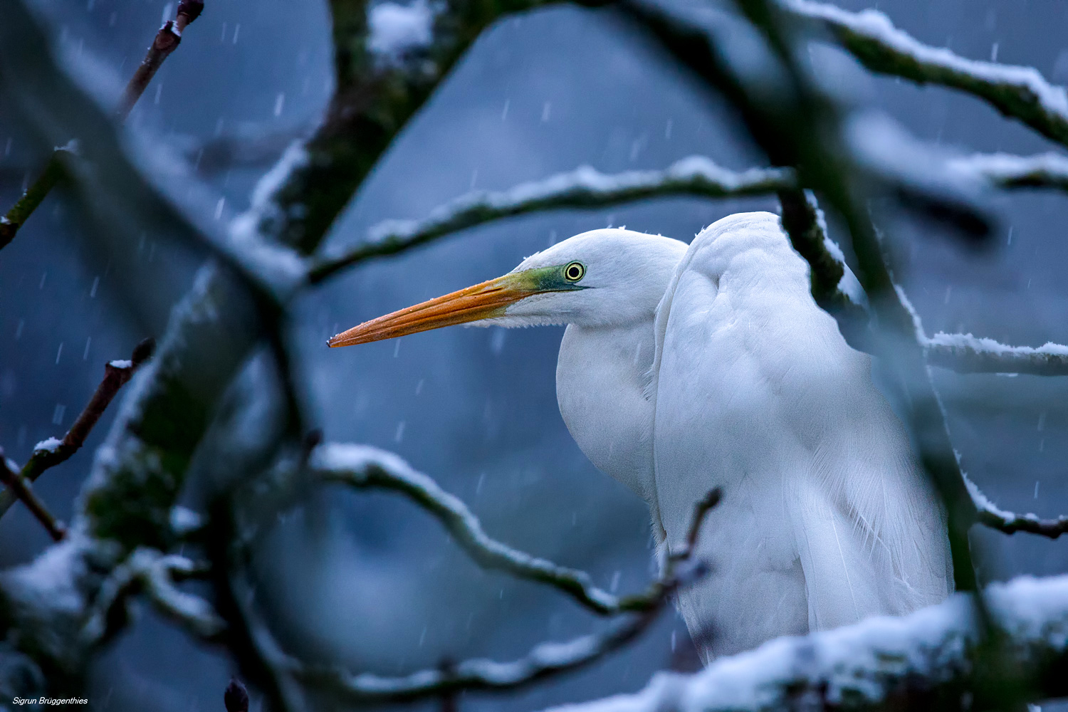 Silberreiher im Schneetreiben