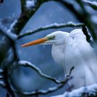 Silberreiher im Schneetreiben