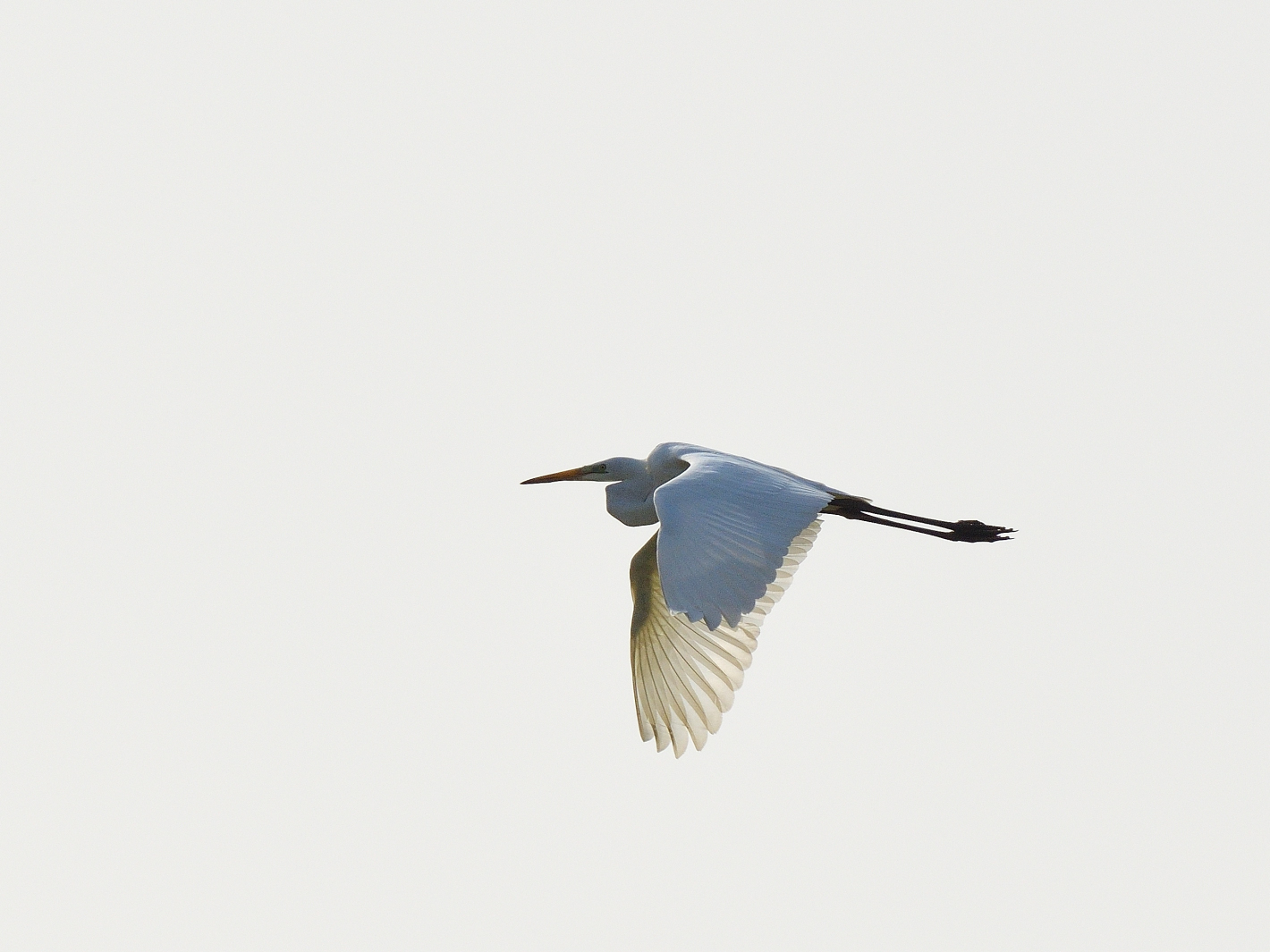 Silberreiher im Sonnenlicht 2,  Great Egret in the Sunlight 2