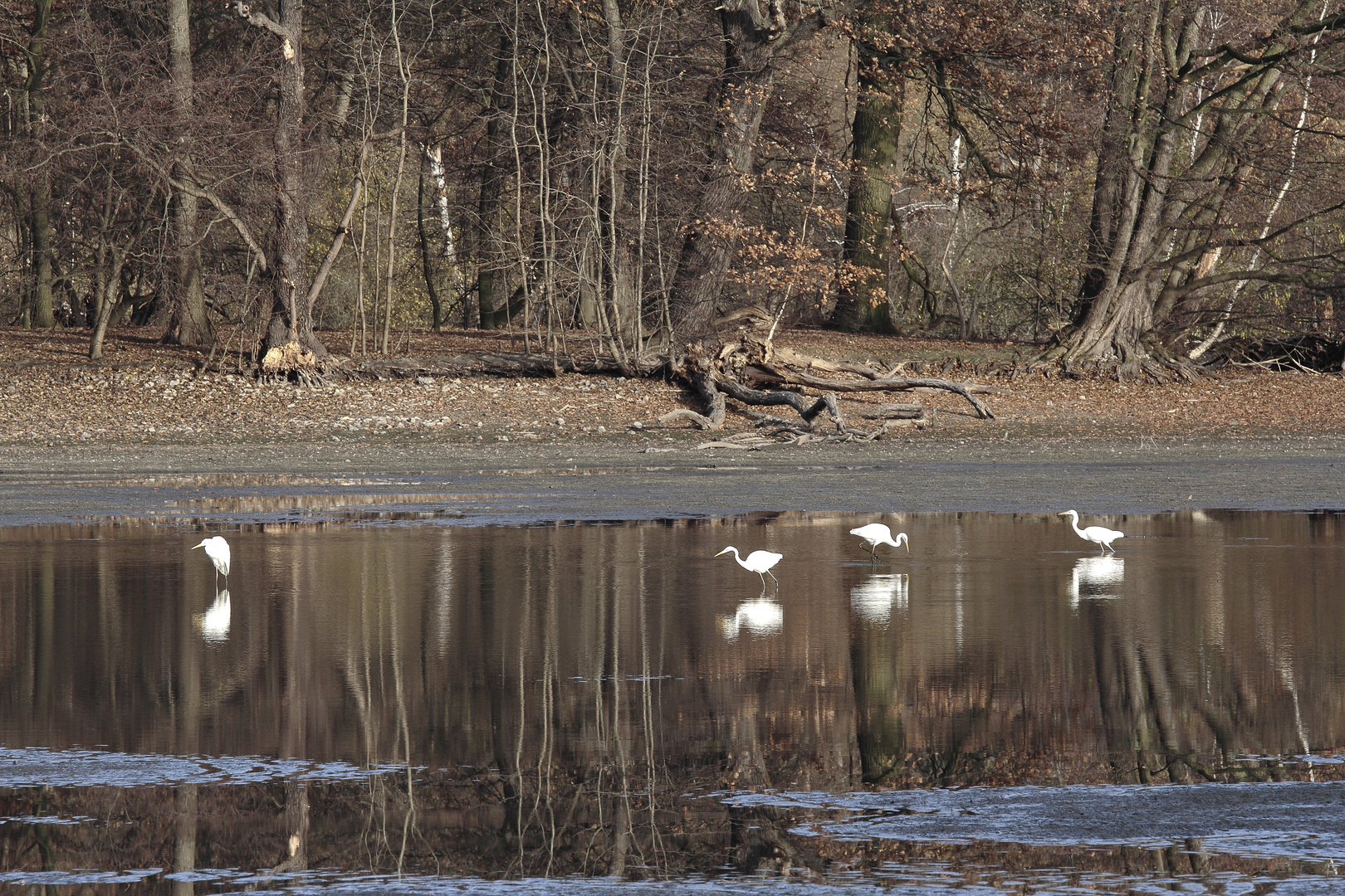 Silberreiher im Spiegelbild des Waldes