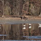 Silberreiher im Spiegelbild des Waldes