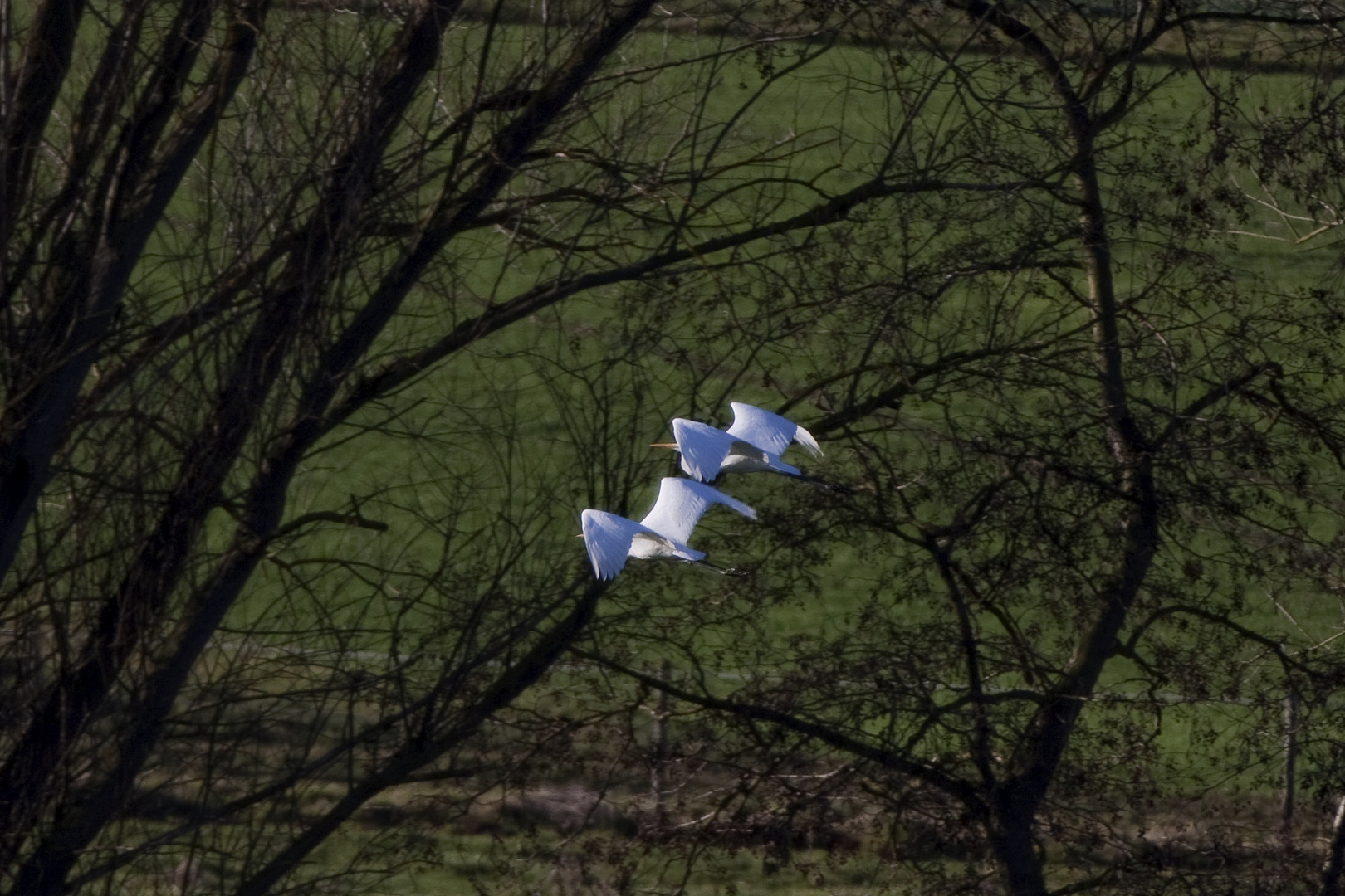 Silberreiher im Synchronflug