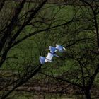 Silberreiher im Synchronflug