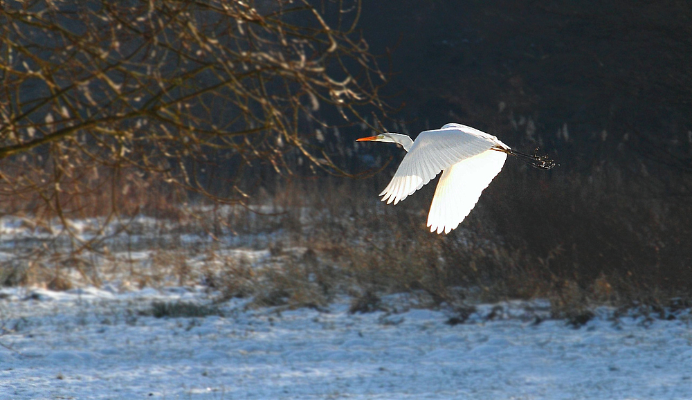 Silberreiher im Tiefflug