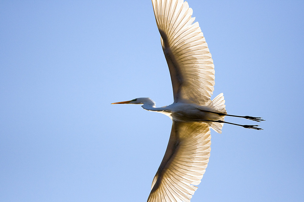 Silberreiher im Überflug