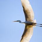 Silberreiher im Überflug