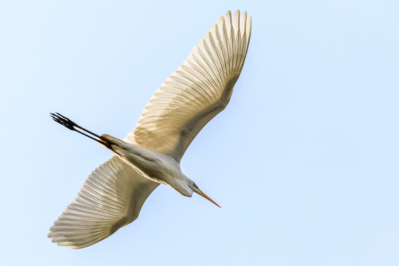 Silberreiher im Überflug