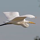 Silberreiher im Überflug