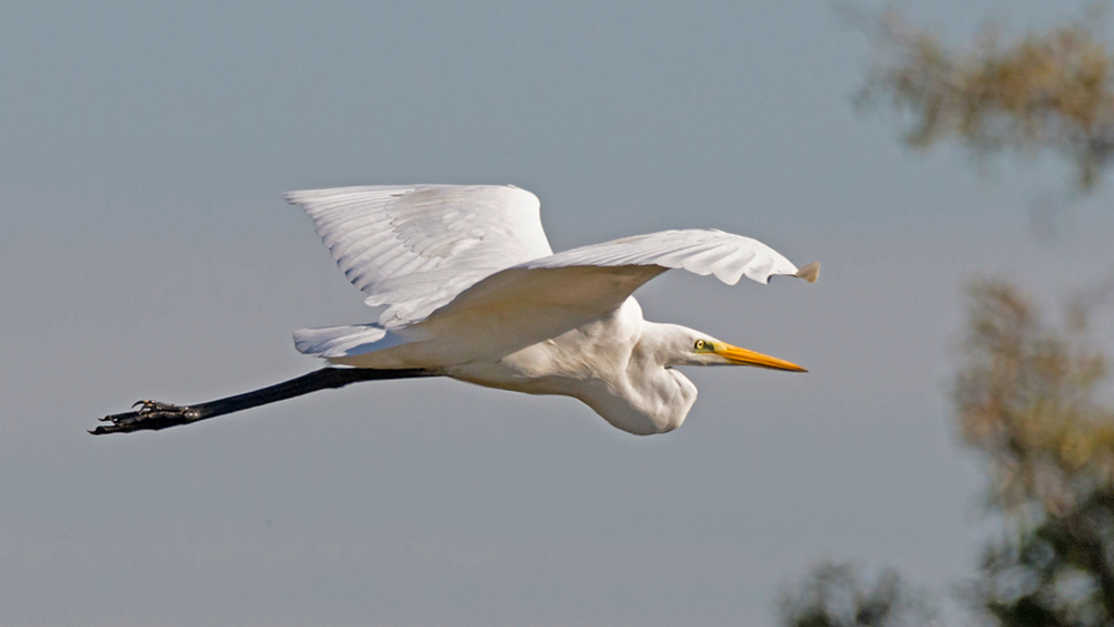 Silberreiher im Überflug