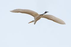 Silberreiher im Überflug