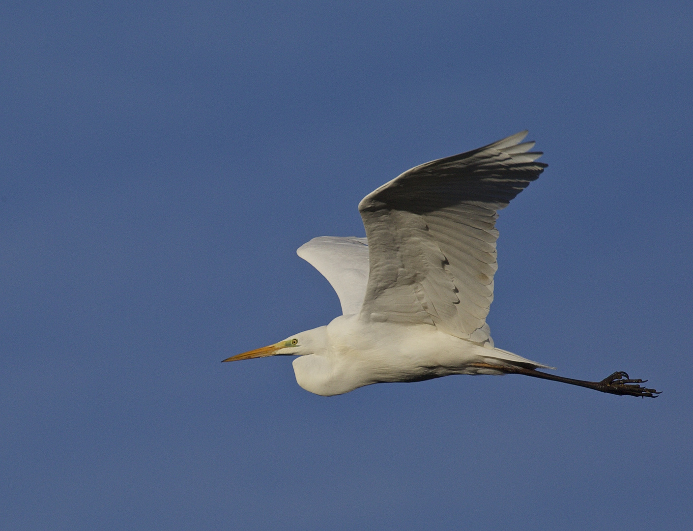 Silberreiher im Überflug