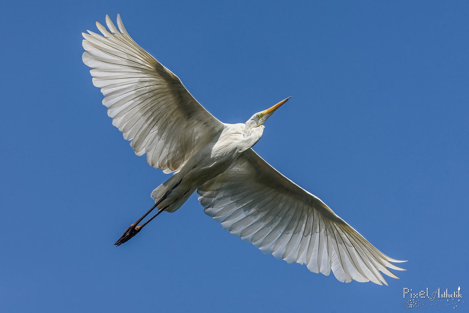 Silberreiher im Überflug