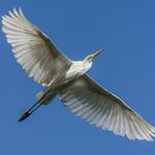 Silberreiher im Überflug