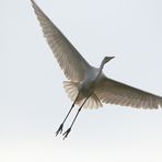 Silberreiher im Überflug