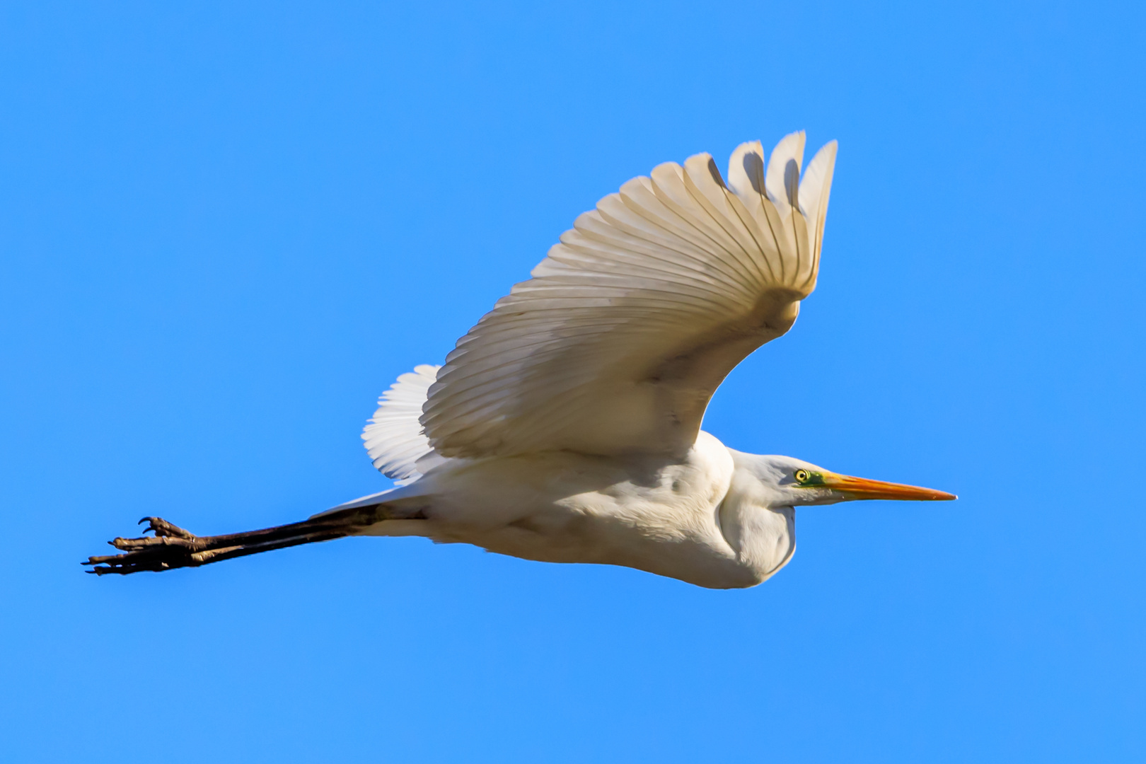 Silberreiher im Vorbeiflug (Ardea alba)