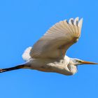 Silberreiher im Vorbeiflug (Ardea alba)