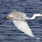 Silberreiher im Vorbeiflug im letzten Jahr !