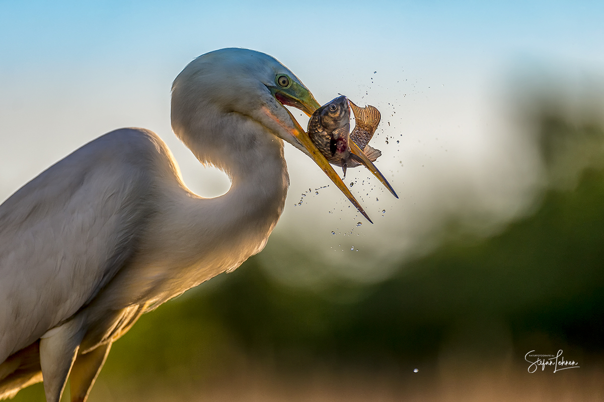 Silberreiher in Action 