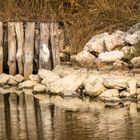 Silberreiher in Comacchio