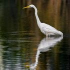 Silberreiher in den Linumer Teichen