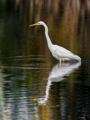 Silberreiher in den Linumer Teichen