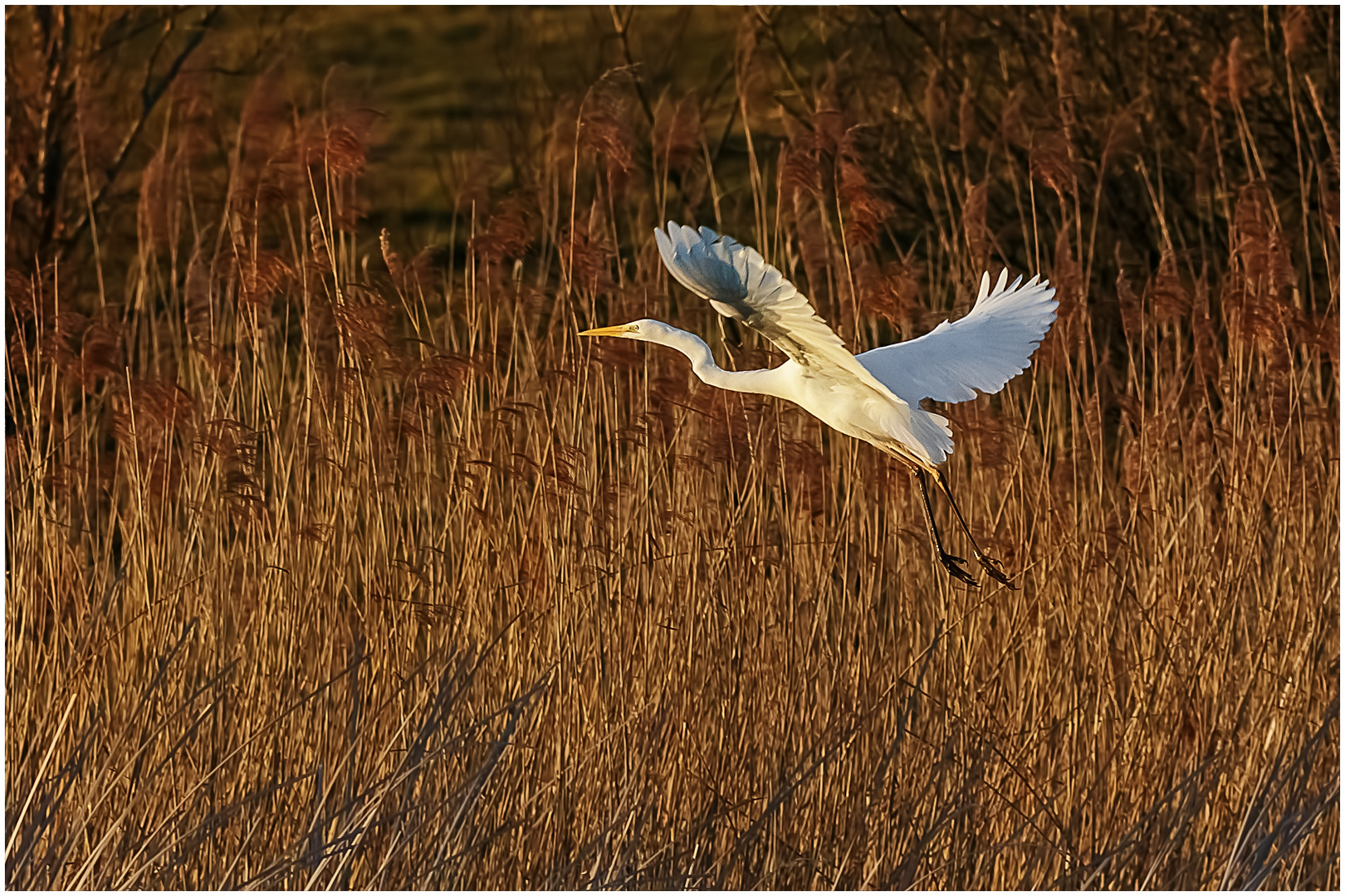 Silberreiher in der Abendsonne