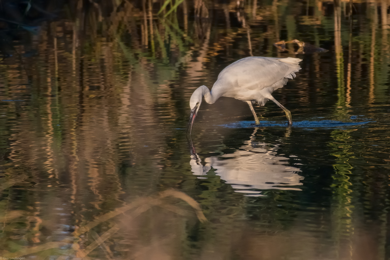 Silberreiher in der Abendsonne