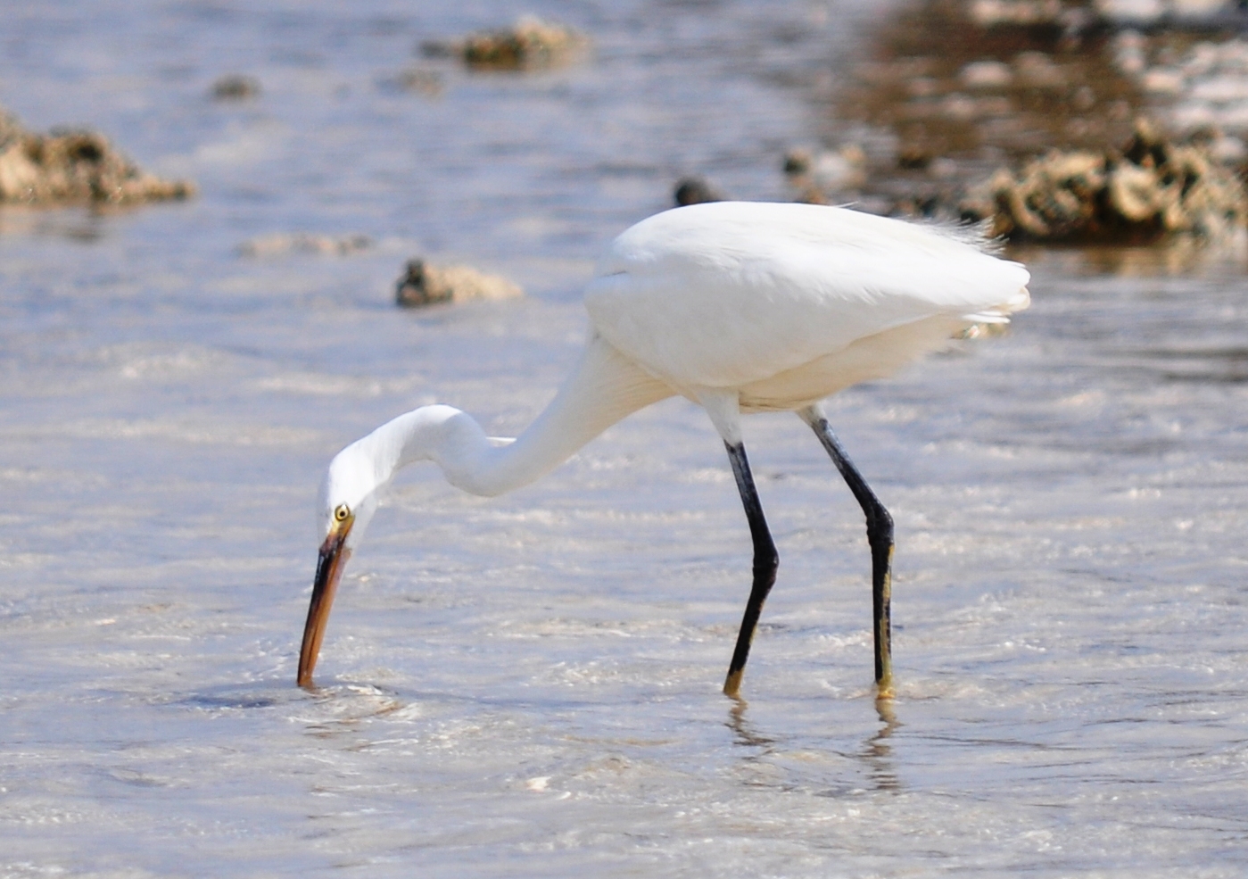 Silberreiher in der Bucht am ......