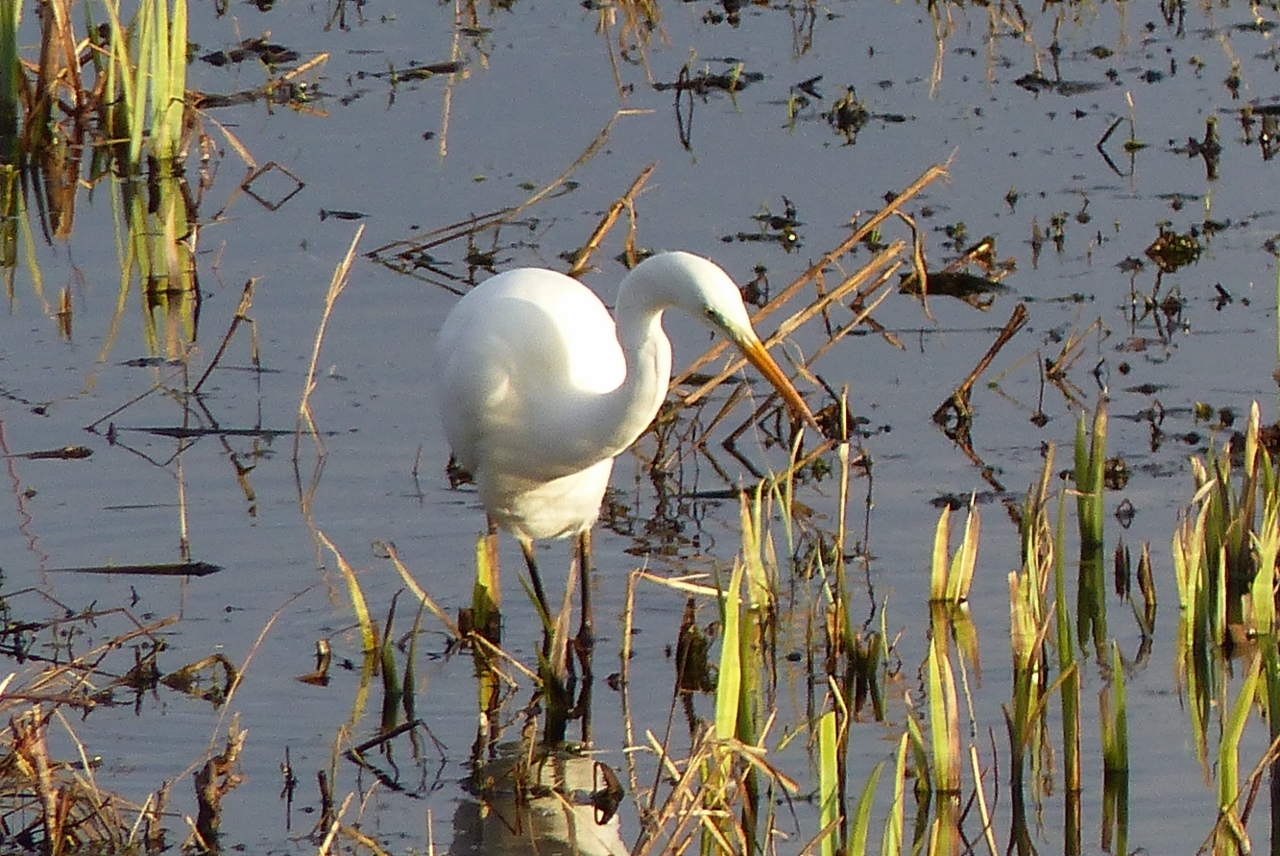 Silberreiher in der Disselmersch bei Lippborg