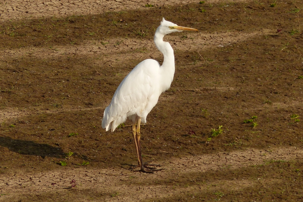 Silberreiher in der Disselmersch bei Lippborg