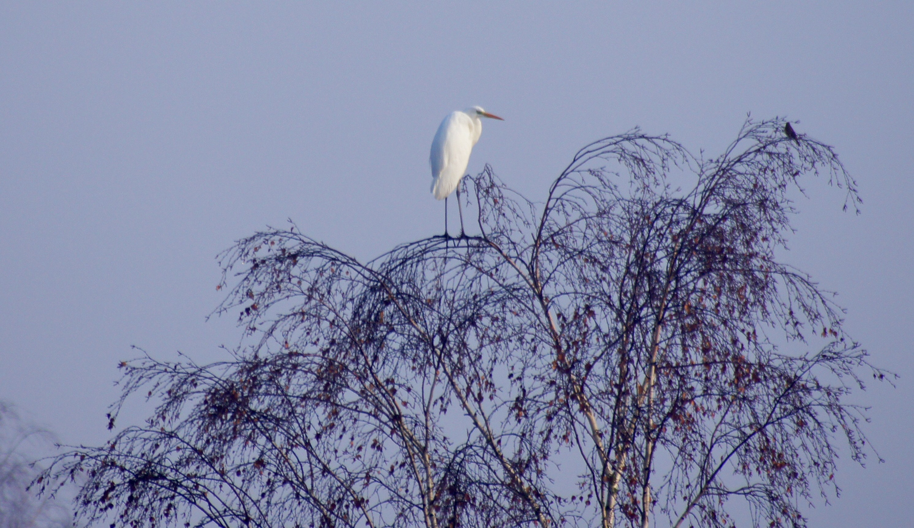 Silberreiher in der Morgensonne