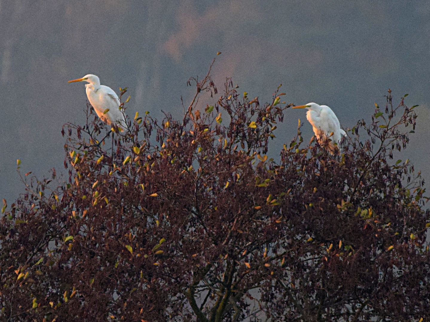 Silberreiher in der Morgensonne