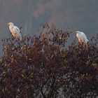 Silberreiher in der Morgensonne