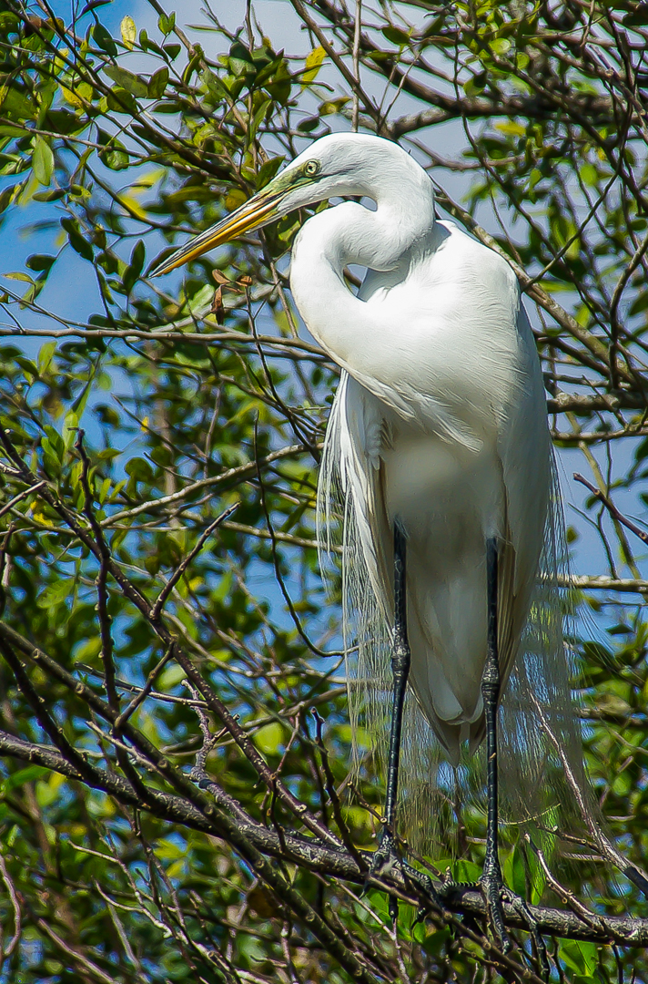 Silberreiher in Florida