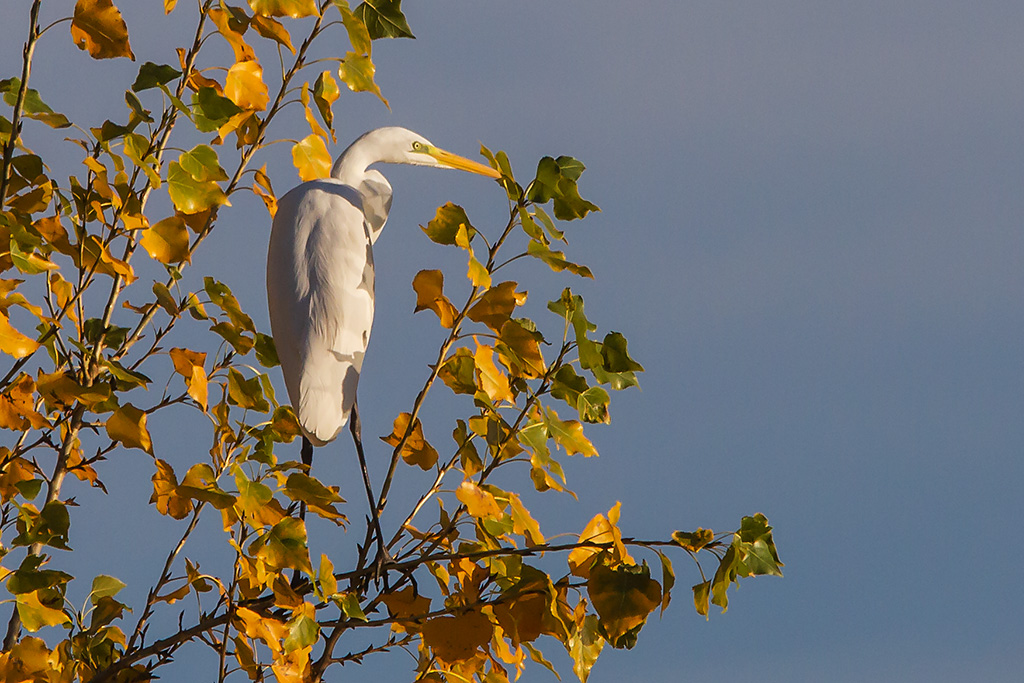 Silberreiher in Ippesheim