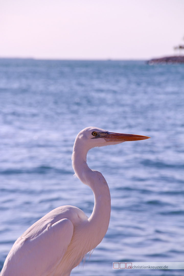 Silberreiher in Key West