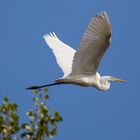 Silberreiher in majestätischem Flug