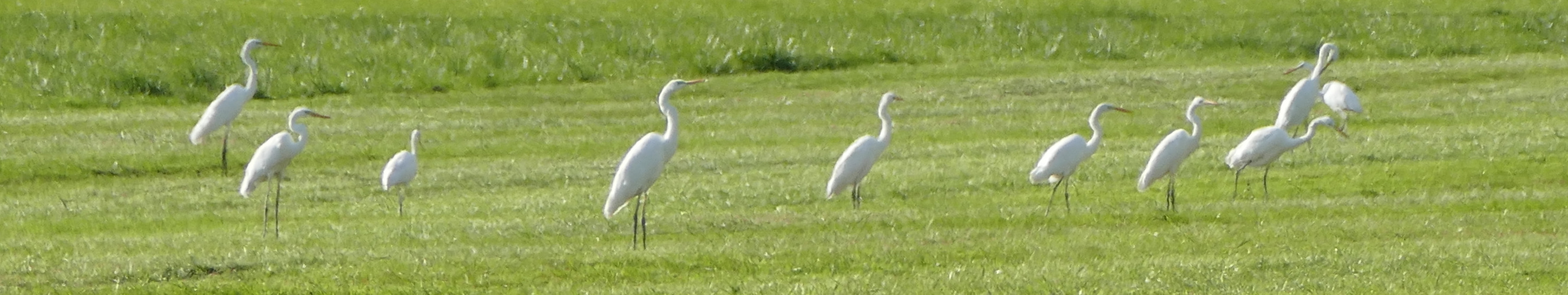 Silberreiher in Position