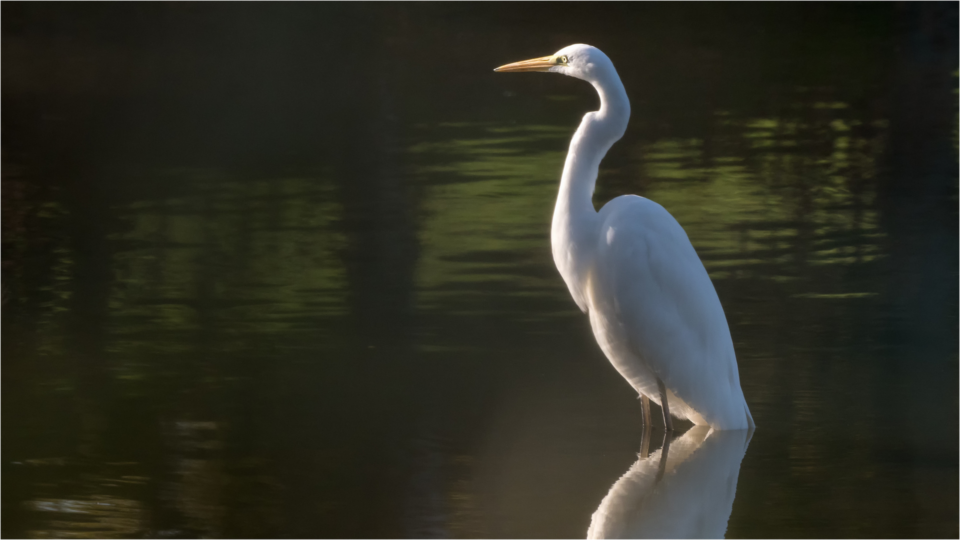 Silberreiher in tief sehender Sonne  .....