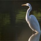 Silberreiher in tief sehender Sonne  .....