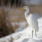 Silberreiher in winterlicher Umgebung