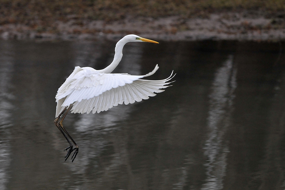 Silberreiher – Landeanflug