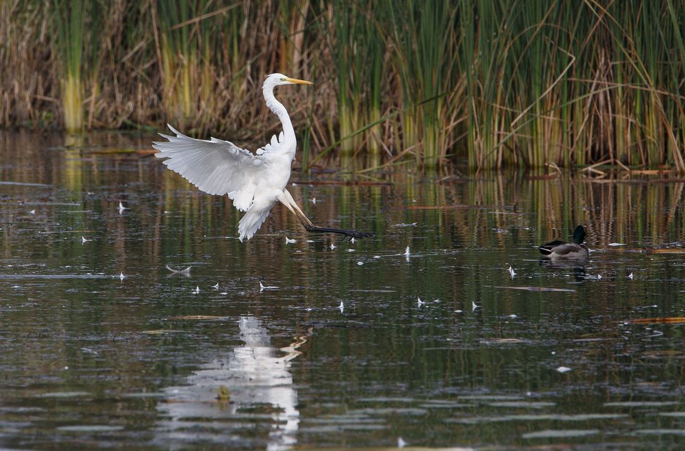 Silberreiher Landeanflug II