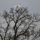 Silberreiher - Landung auf dem Baum
