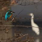 Silberreiher-Leider war ein Eisvogel im Weg ;-)