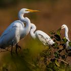 Silberreiher (Magna Egret)