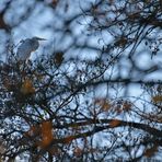 Silberreiher: Mal erscheinen sie klein, weit und versteckt