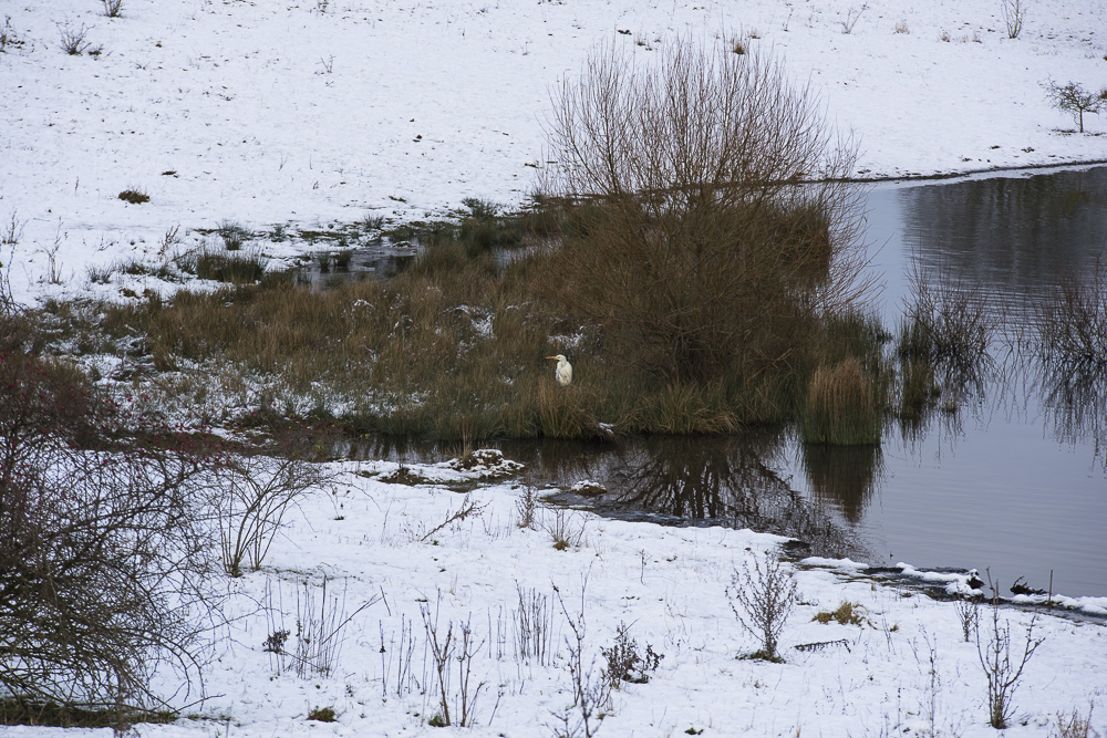 Silberreiher mit 200mm